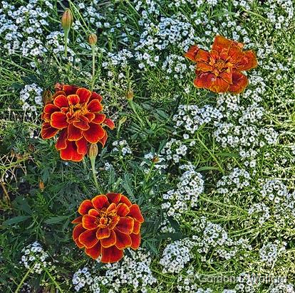Three Orange Flowers_DSCF02497.jpg - Photographed at Smiths Falls, Ontario, Canada.